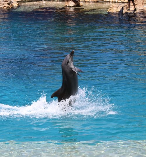 Seaworld dolphin